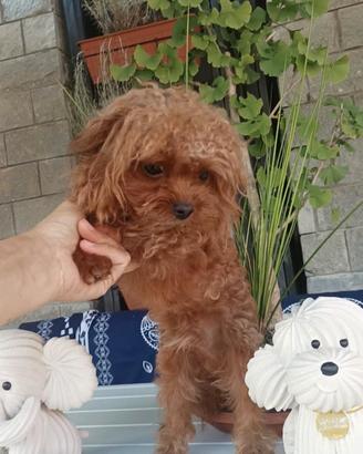 MALTIPOO Teacup buono e sano con test genetici