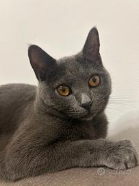 Gatto certosino