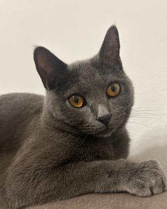 Gatto certosino