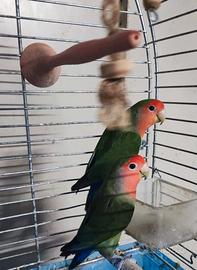 Copia inseparabili