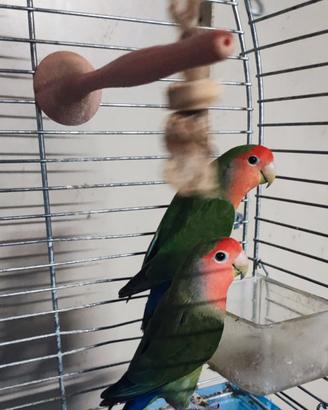 Copia inseparabili