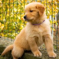 Cuccioli Golden Retriever linea Americana