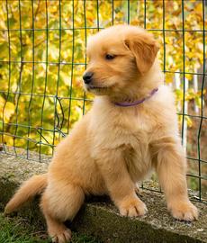 Cuccioli Golden Retriever linea Americana