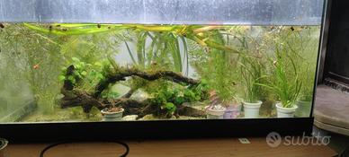 piante per acquario 120 litri