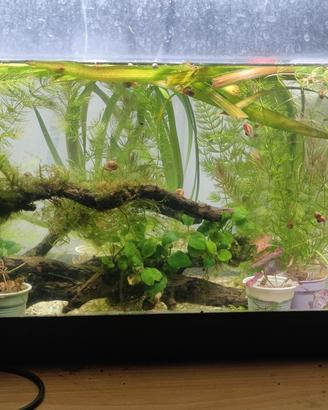 piante per acquario 120 litri