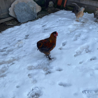 Gallo Auracana