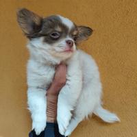Chihuahua pelo lungo pedigree Enci