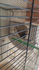 Coppia inseparabili riproduttiva