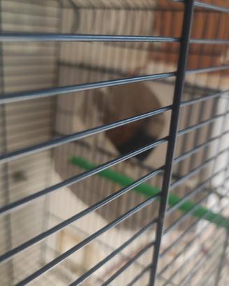 Coppia inseparabili riproduttiva