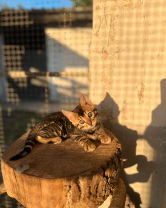 Gattini del bengala