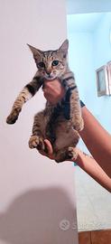 Super coccoloni gattin in adozione
