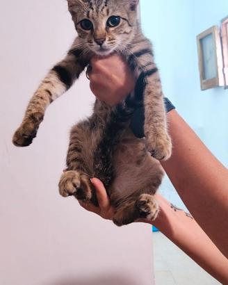 Super coccoloni gattin in adozione