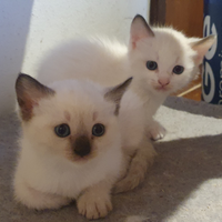 Gatti similsiamese leggere