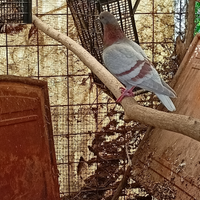 Piccioni