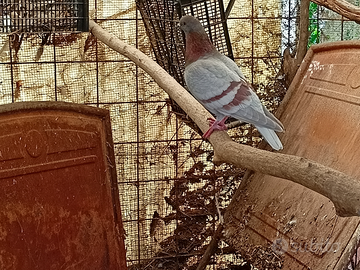 Piccioni