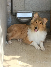 Cuccioli pastore Scozzese