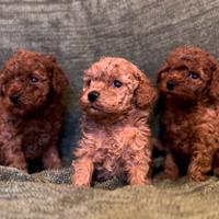 Cucciolo barboncino toy