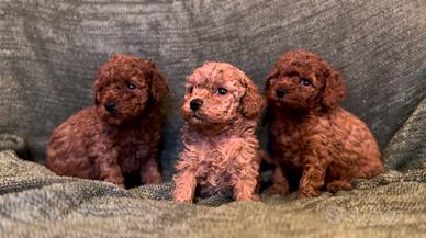 Cucciolo barboncino toy