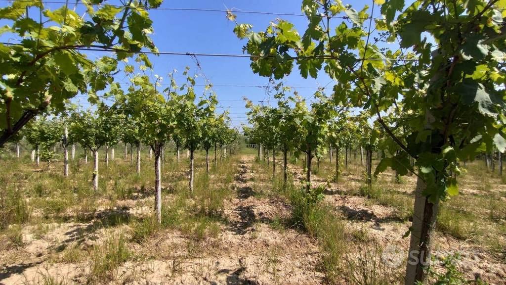 Terreno di 21475 m² a Ortona - Altro