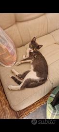 Gattina Nina