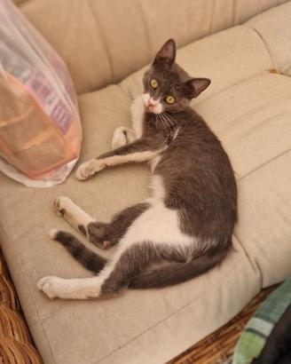 Gattina Nina