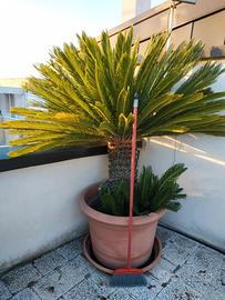 CYCAS REVOLUTA ULTRADECENNALI - Leggi bene