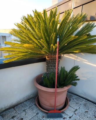 CYCAS REVOLUTA ULTRADECENNALI - Leggi bene