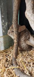 Cucciola di Cincillà