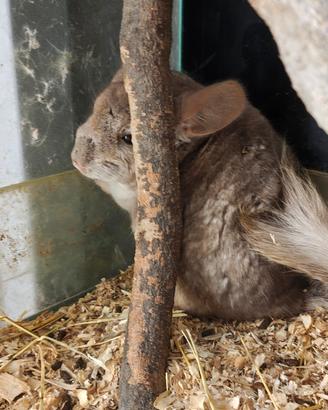 Cucciola di Cincillà