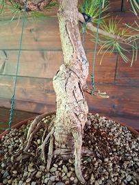 Bonsai di pino nero. Visita il mio profilo.