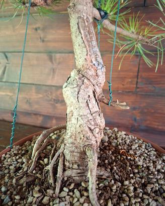 Bonsai di pino nero. Visita il mio profilo.