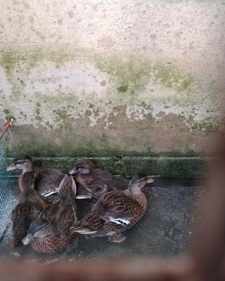 Germano mignon ornamentali o da richiamo caccia