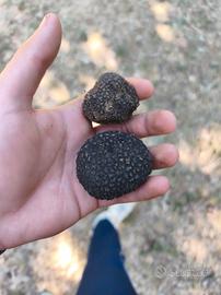 Tartufo Nero Scorzone