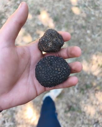 Tartufo Nero Scorzone