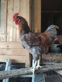 Gallo Wyandotte