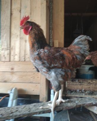 Gallo Wyandotte
