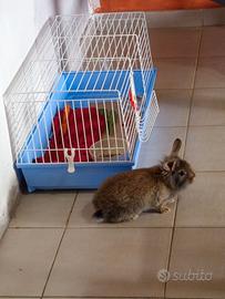 Coniglio nano