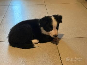Border collie