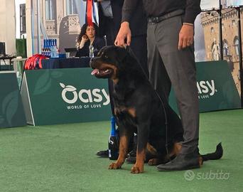 Cuccioli di Rottweiler