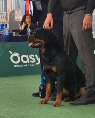 Cuccioli di Rottweiler