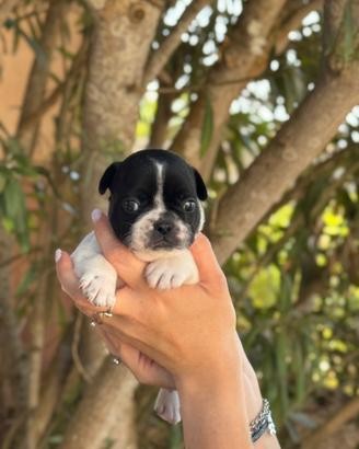 Cuccioli di bulldog francese