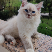 Gattina Siberiana Ipoallergenica Purissima