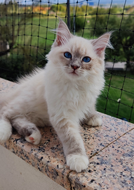 Gattina Siberiana Ipoallergenica Purissima