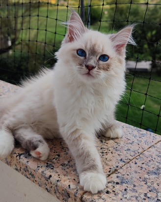 Gattina Siberiana Ipoallergenica Purissima