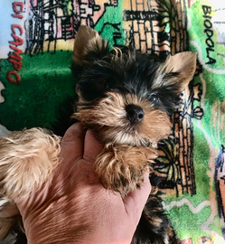 Cucciolo maschietto yorkshire terrier