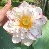 Fiore di Loto Dasajin