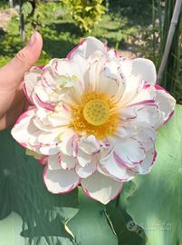 Fiore di Loto Dasajin