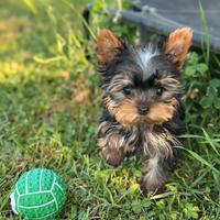 Yorkie micro