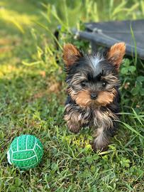 Yorkie micro
