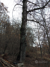 Albero di Noce nera e albero di Pioppo